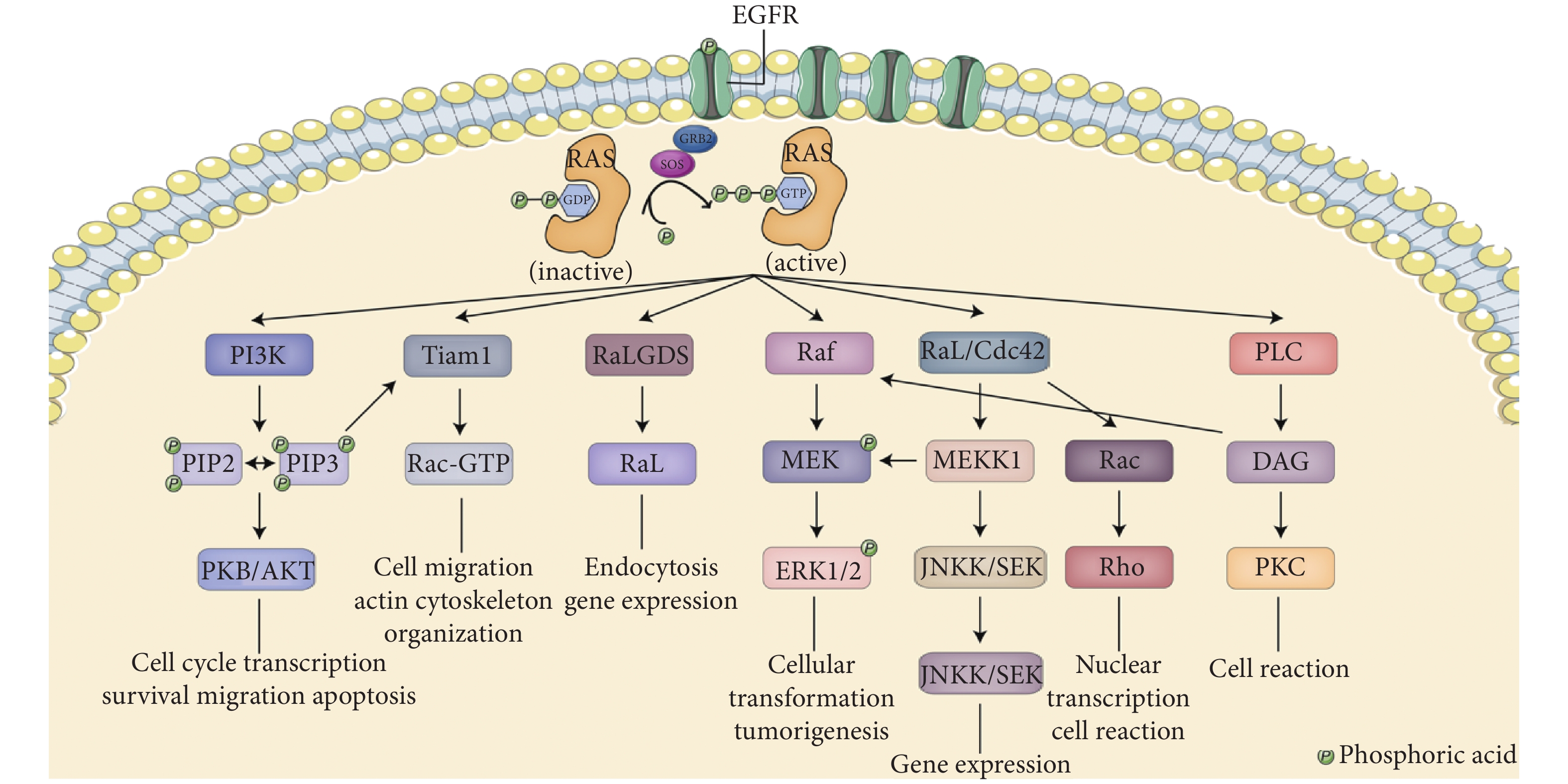 RAS Signaling Targeted Cancer Therapy