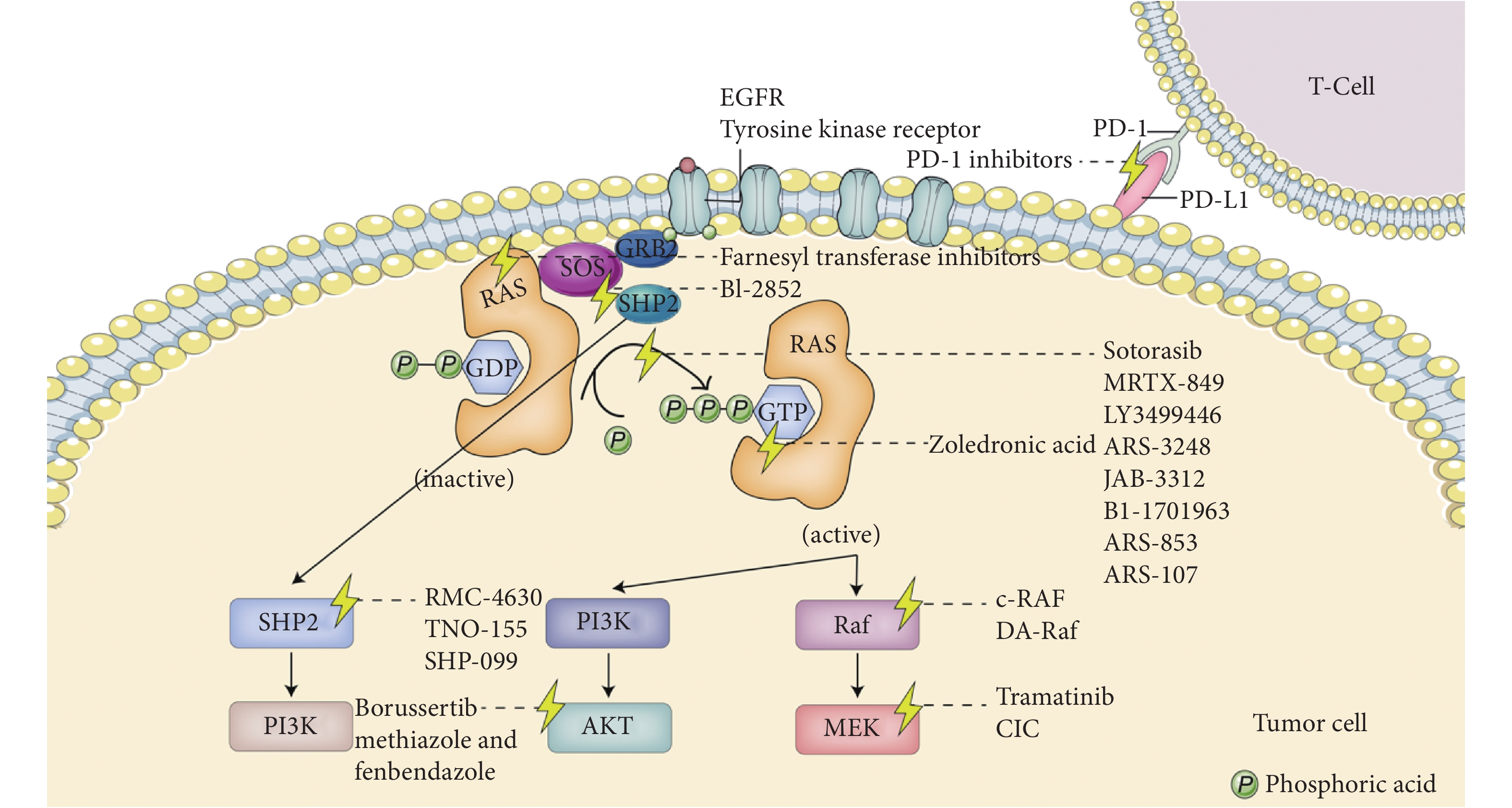 RAS Signaling Targeted Cancer Therapy
